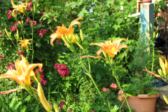 Day-Lilies-Muncie-17