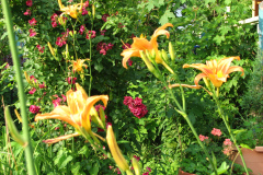 Day-Lilies-Muncie-18