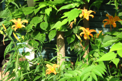 Day-Lilies-Muncie-19