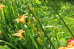 Day-Lilies-Muncie-2