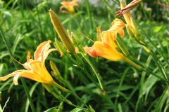 Day-Lilies-Muncie-21
