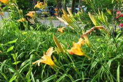 Day-Lilies-Muncie-22