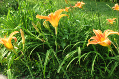 Day-Lilies-Muncie-23