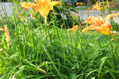Day-Lilies-Muncie-24