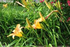 Day-Lilies-Muncie-25