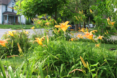 Day-Lilies-Muncie-29