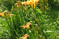 Day-Lilies-Muncie-3