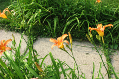 Day-Lilies-Muncie-30