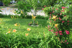 Day-Lilies-Muncie-31