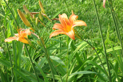 Day-Lilies-Muncie-32