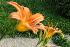 Day-Lilies-Muncie-33