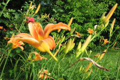 Day-Lilies-Muncie-35