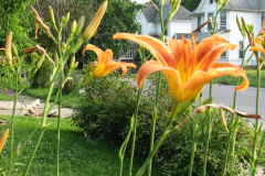 Day-Lilies-Muncie-37