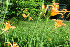 Day-Lilies-Muncie-39