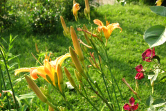 Day-Lilies-Muncie-4