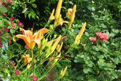 Day-Lilies-Muncie-41