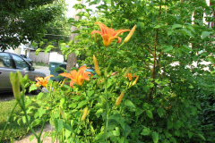 Day-Lilies-Muncie-42