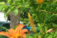 Day-Lilies-Muncie-44