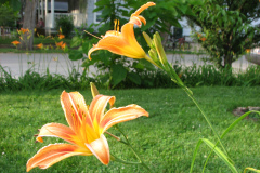 Day-Lilies-Muncie-48
