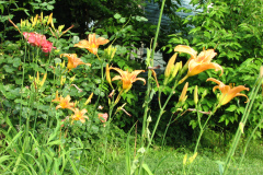 Day-Lilies-Muncie-49