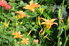 Day-Lilies-Muncie-50