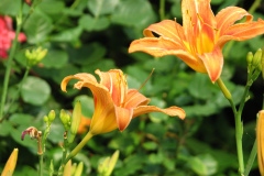 Day-Lilies-Muncie-51