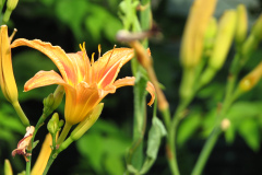 Day-Lilies-Muncie-53
