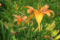 Day-Lilies-Muncie-55