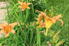 Day-Lilies-Muncie-57