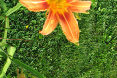 Day-Lilies-Muncie-58