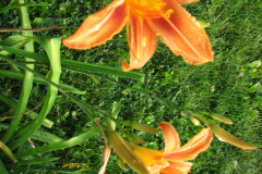 Day-Lilies-Muncie-61