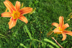 Day-Lilies-Muncie-62