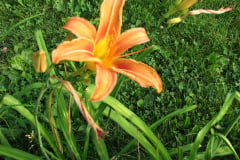Day-Lilies-Muncie-63