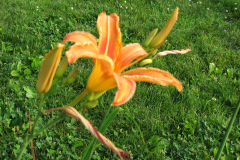 Day-Lilies-Muncie-64
