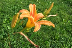 Day-Lilies-Muncie-64