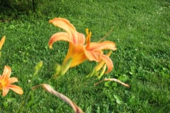 Day-Lilies-Muncie-68