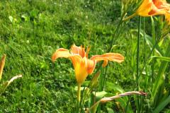 Day-Lilies-Muncie-7