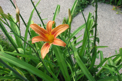 Day-Lilies-Muncie-71