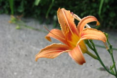 Day-Lilies-Muncie-75