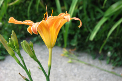 Day-Lilies-Muncie-76
