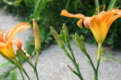 Day-Lilies-Muncie-77