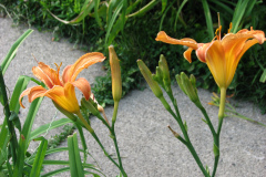 Day-Lilies-Muncie-79