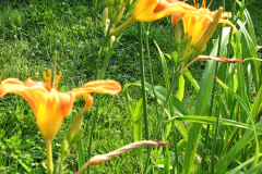 Day-Lilies-Muncie-8