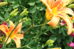 Day-Lilies-Muncie-81