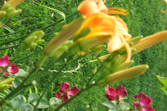 Day-Lilies-Muncie-87