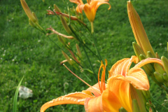 Day-Lilies-Muncie-88