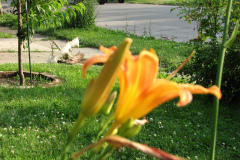 Day-Lilies-Muncie-9