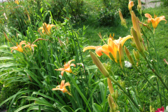 Day-Lilies-Muncie-91