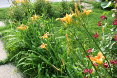 Day-Lilies-Muncie-93