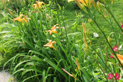 Day-Lilies-Muncie-95